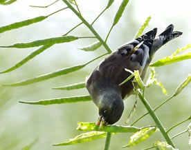 早起滴小鸟有虫虫｜The early bird might get the worm