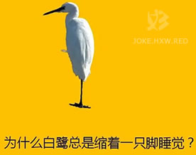 为什么白鹭莺总是缩着一只脚睡觉？
